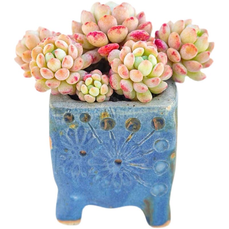 萌豆多肉植物珍珠豆好养景天杂交贵货小盆栽肉肉植物船.长 小红船