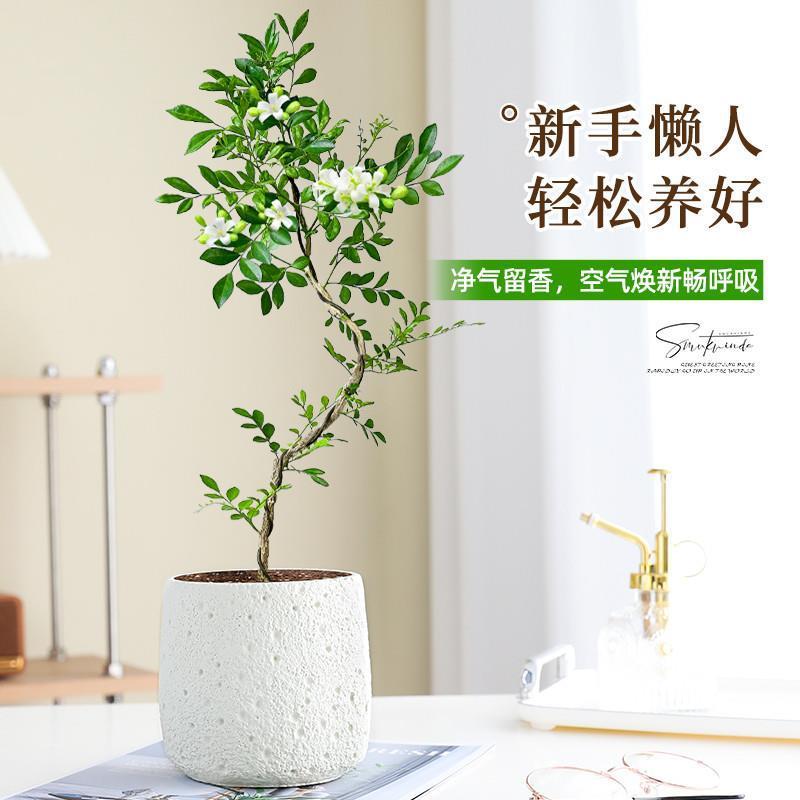 美人九里香盆栽办公室内桌面花卉绿植四季植物好养活老桩造型盆景