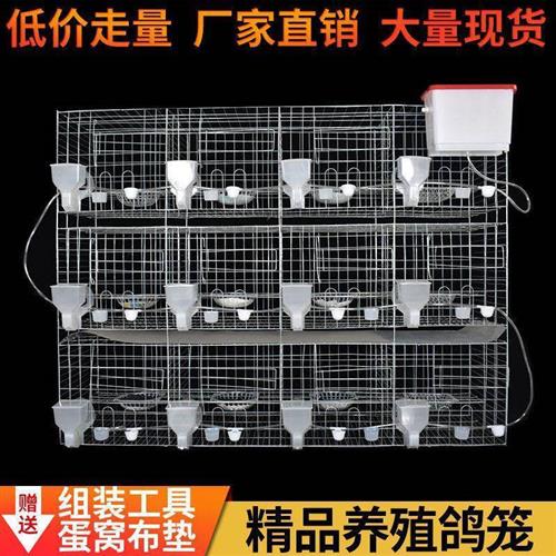 鸽子用品用具大全笼子家用养殖大号12位种鸽配对繁殖笼肉鸽笼网
