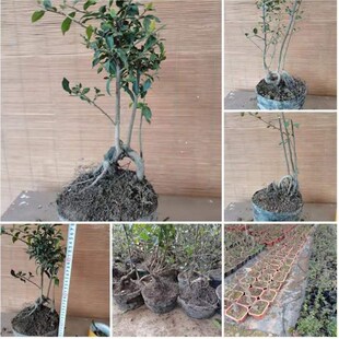 金弹子带果花母桩小叶血红紫血红花生葫芦灯泡P多品种提根丛林公