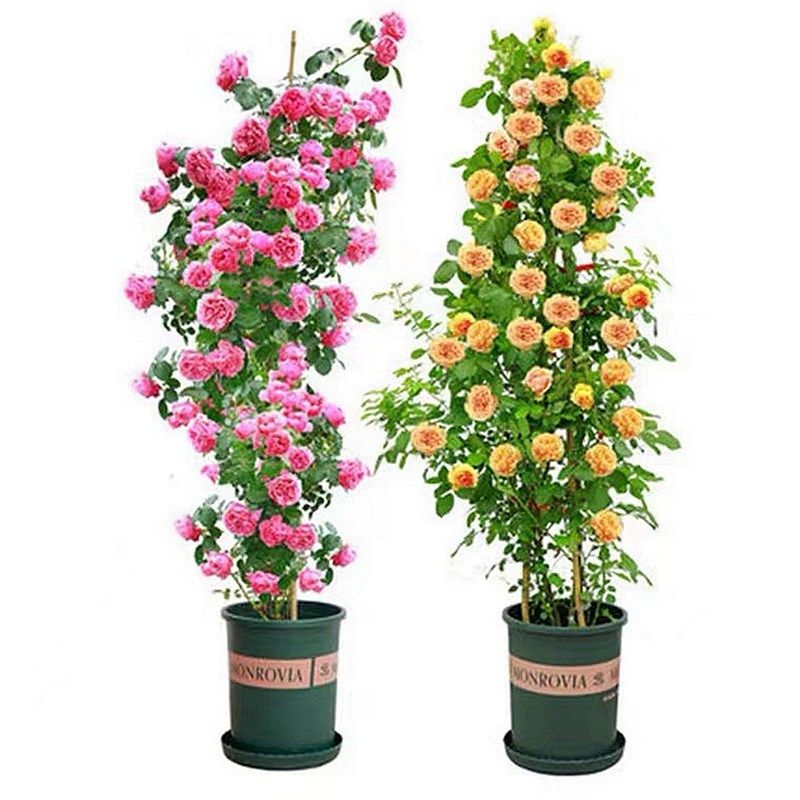 龙沙宝石爬藤月季蔷薇花苗特大浓香四季开花别墅庭V院玫瑰藤本植,鲜花速递/花卉仿真/绿植园艺,月季/蔷薇/玫瑰,淘宝优惠券,粉丝福利购,淘宝优惠卷