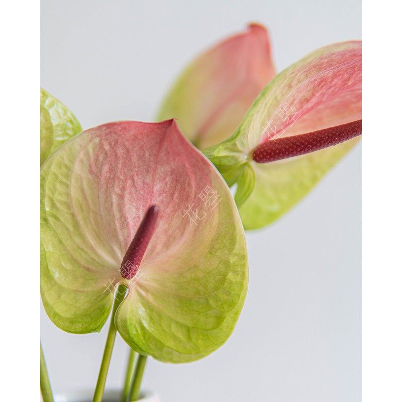 红掌植物室内红掌花水养粉掌白掌绿E掌鲜花直批全国顺丰快递鲜切,鲜花速递/花卉仿真/绿植园艺,鲜花速递(同城),淘宝优惠券,粉丝福利购,淘宝优惠卷