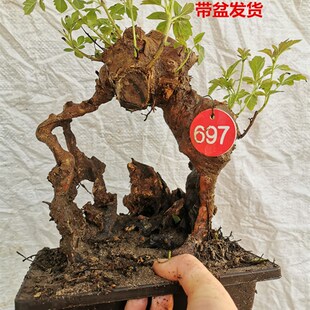 黄荆老桩小型盆景大山舍利镂空碳C化熟桩带盆栽好绿植阳台精品实
