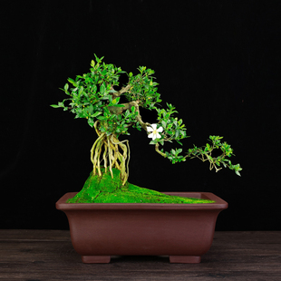 紫砂花盆精品仿古长方形盆景盆桌面绿植老L桩榕树文竹假山专用特