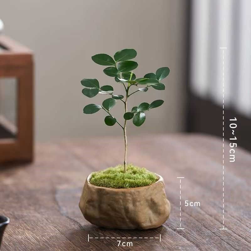 九里香盆景室内迷你小植物好养绿植花卉盆栽客厅茶台X摆件四季常,鲜花速递/花卉仿真/绿植园艺,绿植,淘宝优惠券,粉丝福利购,淘宝优惠卷