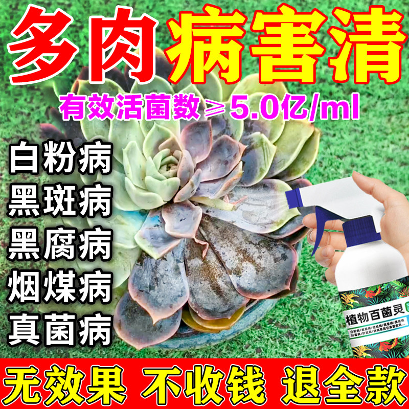 多肉黑斑病药剂生病白粉黑腐病除灭菌灵生Y根营养液肥