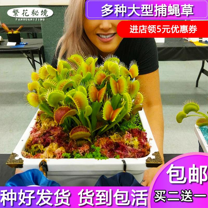 买二送一超大捕蝇草食人花驱蚊草猪笼草盆栽食虫水培绿植室内办公