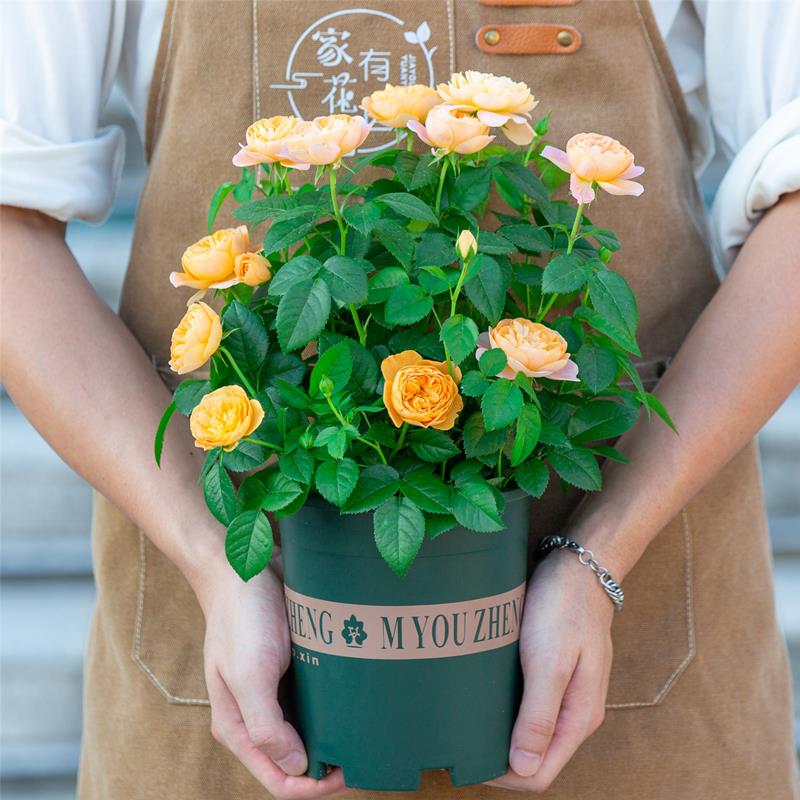 果汁阳台月季花苗盆栽玫瑰花室内阳台四季开花植物绿植花卉带花苞