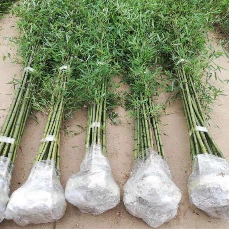 竹子苗植物庭院室外四季常青大型竹子盆栽室内Q观赏紫竹苗金镶玉