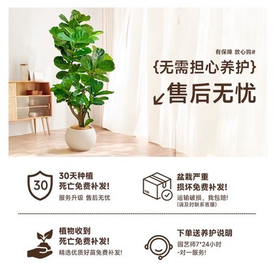 老桩琴叶榕客厅绿植物室内大型好养大叶榕树特大号T盆栽落地办公