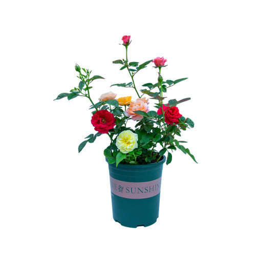 多色玫瑰花盆栽室内阳台室外庭院四季开I花好养植物花卉带花苞花