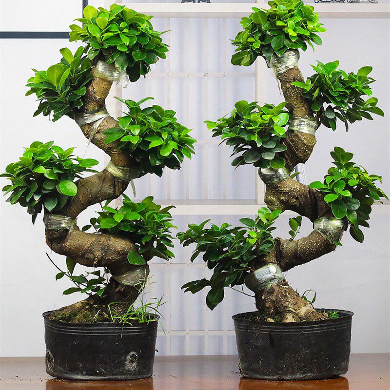 金钱榕盆栽绿植花卉大8字老桩y造型s弯摇钱树植物小叶人参榕树盆