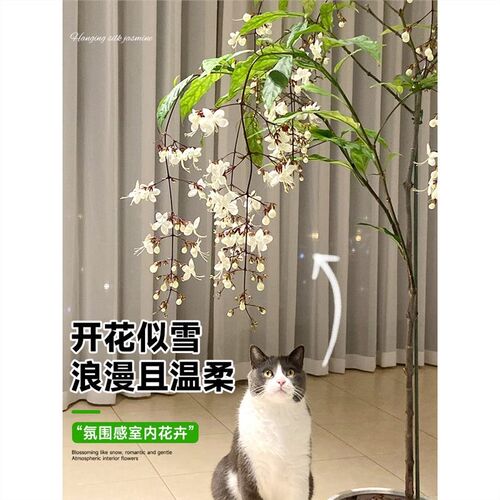 垂丝茉莉盆栽大苗室n内花卉绿植泰国阳台垂吊风车爬藤植物四季开