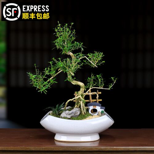六月雪盆景d老桩造型植物室内客厅办公室桌面高档绿植盆栽四季常