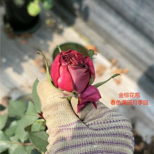 热销金棕花d瓶/蓝鋆花瓶中苗 稀有复古大包子耐热耐晒花期长灌木