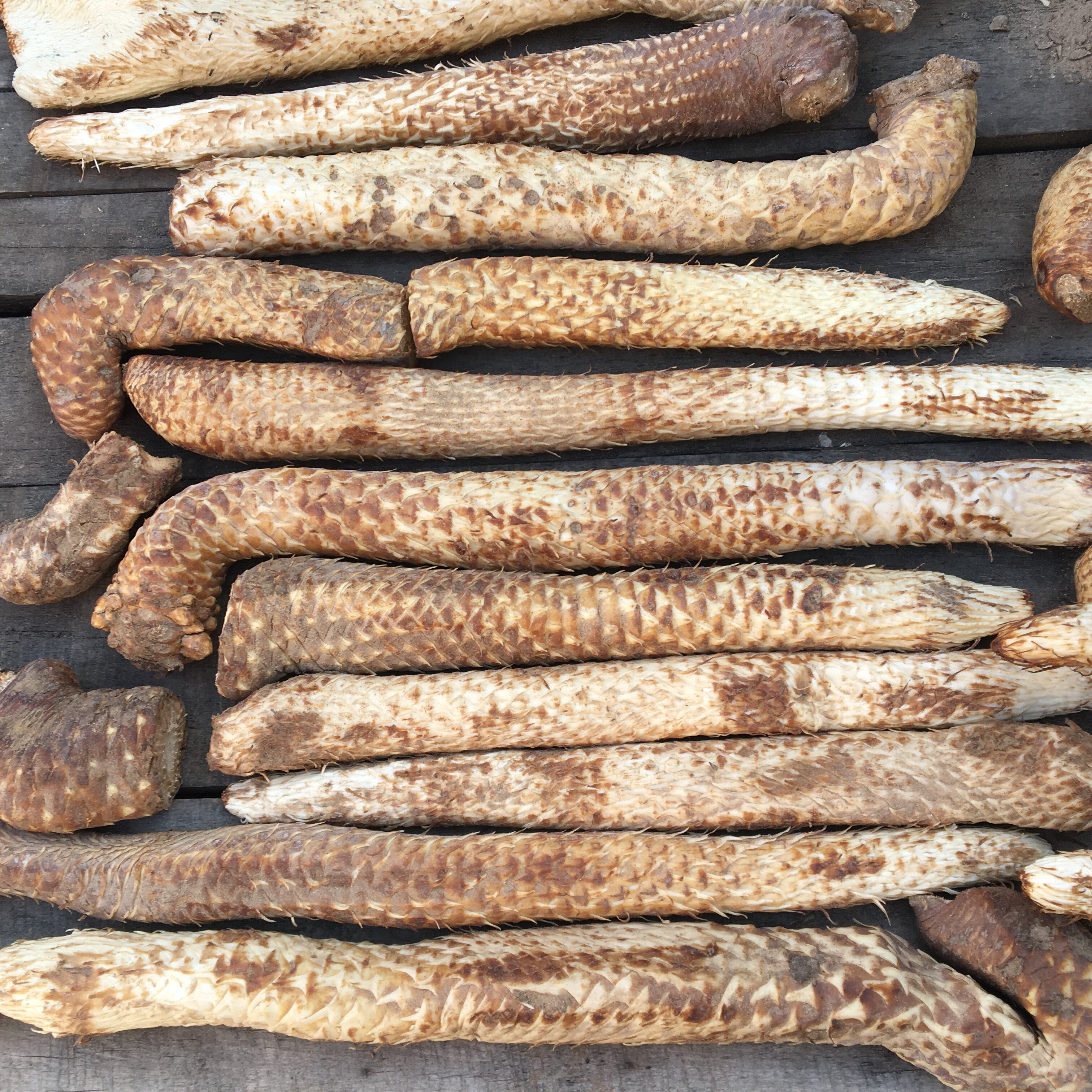 优质新鲜苁蓉500g内蒙古阿拉善新鲜肉苁蓉整根正宗油苁蓉500g包邮