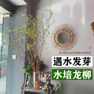 速发水培植物干柳鲜枝切花水植绿养雪柳龙支室内观叶侘寂泡水吊钟