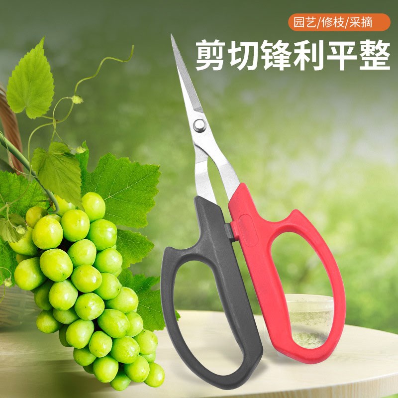 速发葡萄专用剪刀不锈钢翘头园艺剪蔬果稀果修花树枝花椒采果桔子