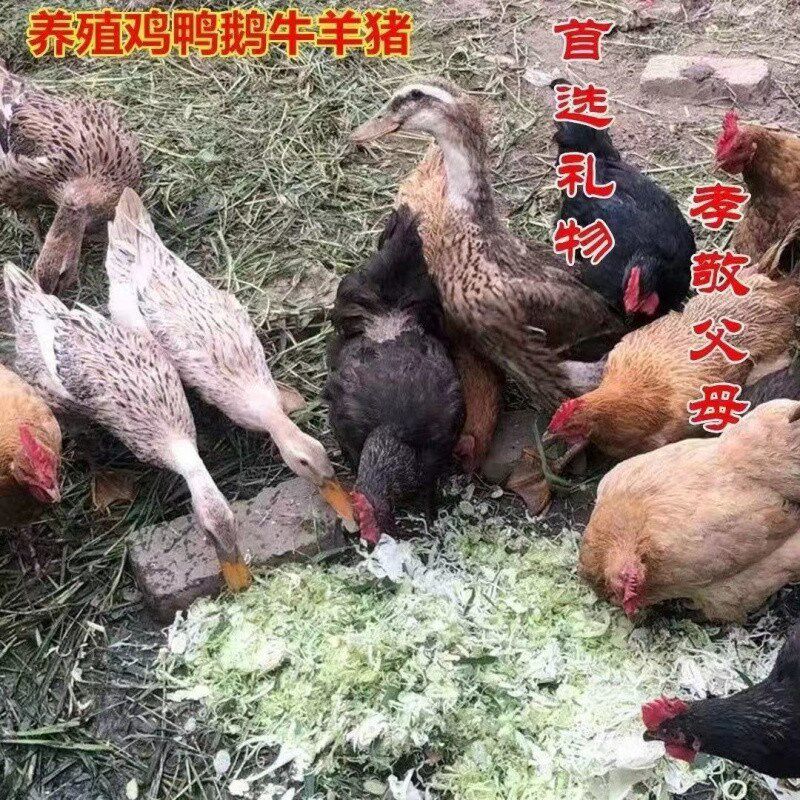 速发Xd草电动铡d机切草机碎草机牛羊养型小殖家用饲料机粉碎机打