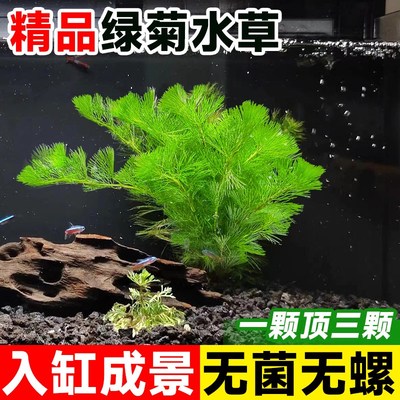 速发绿菊水草坨鱼缸造景质人植物净化水懒沉底环淡蚣草蜈水造氧中