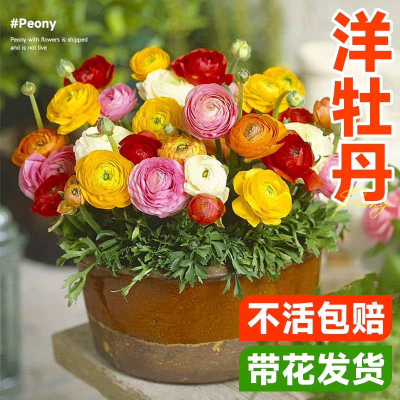 速发洋牡丹盆卉带栽苞蝴蝶花毛茛花苗室内台花花盆栽秋冬绿植物