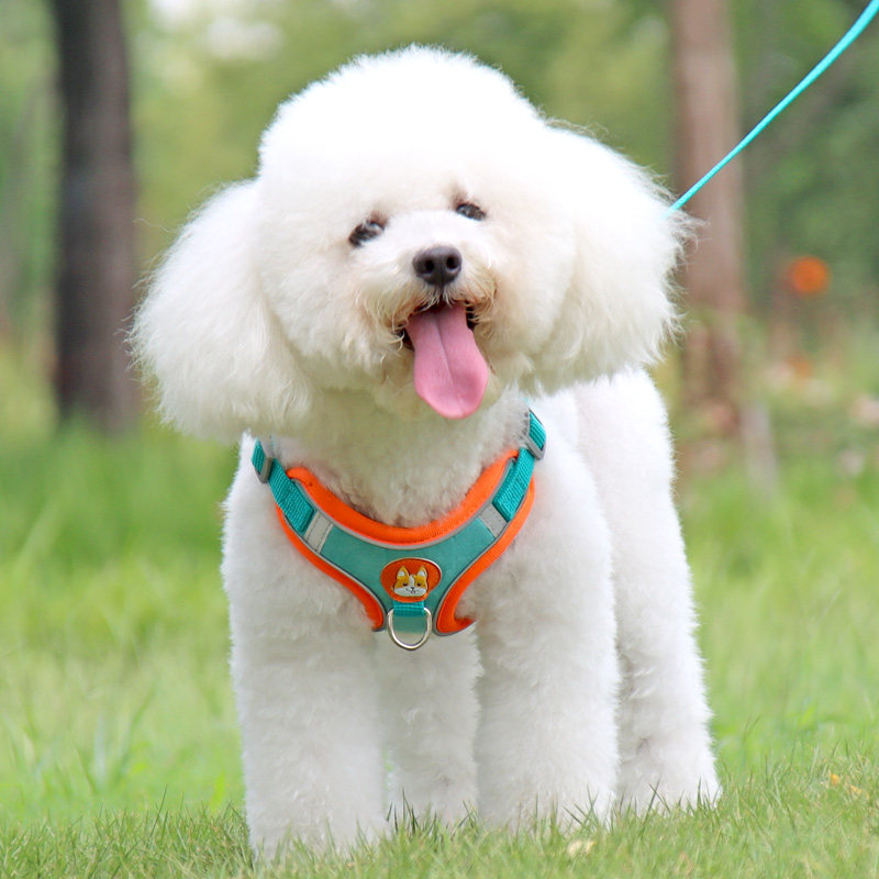速发胸心式小型犬泰迪比熊博美背背狗小狗幼犬遛带绳狗链子