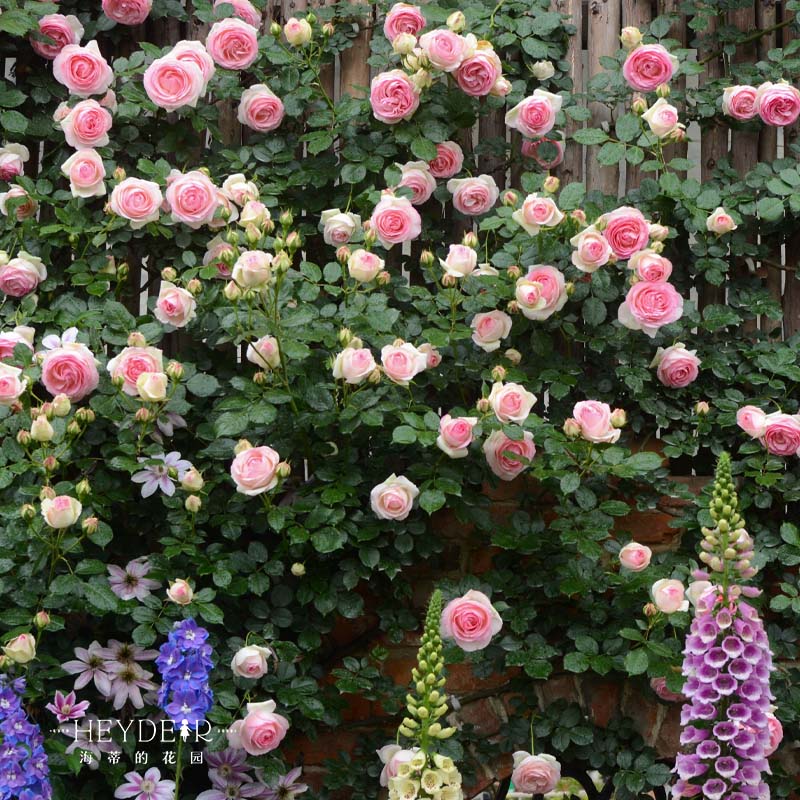 速发月莫盆栽花花苞朱丽叶果珊瑚果冻季奈藤本植物带苗