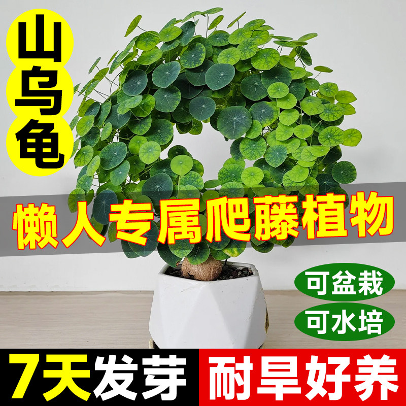 速发山乌龟好球爬藤植物水培藤串多肉植物室内盆栽红钱圆叶金不换