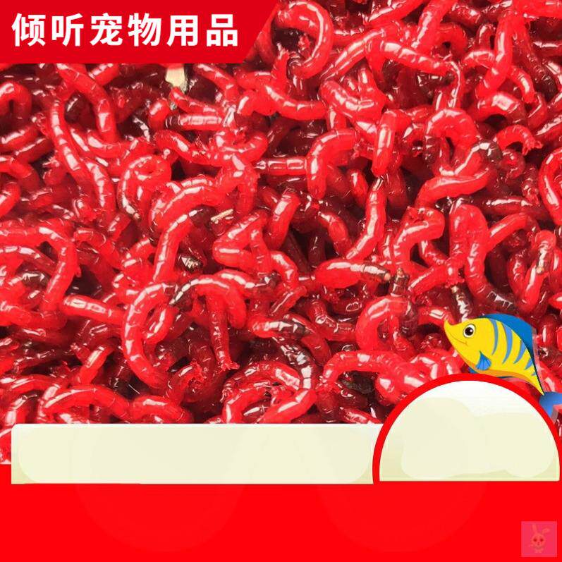 速发。活活鲜虫鲜红虫虫血虫活小钓鱼虫活虫大虫饵虫