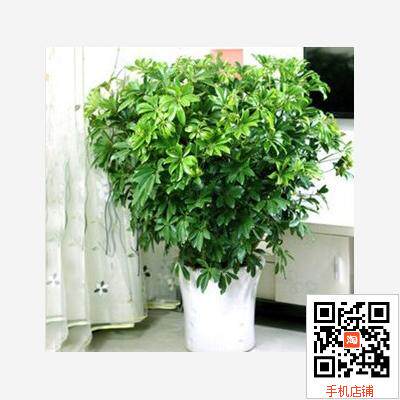 速发鸭脚木鸭莲木七叶掌物植小盆栽观赏植绿办公室内盆景四季易养