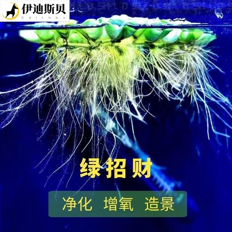 鱼缸里放的摆件乌龟缸水草鱼草真草净化水绿植水培植物氧气泵增氧