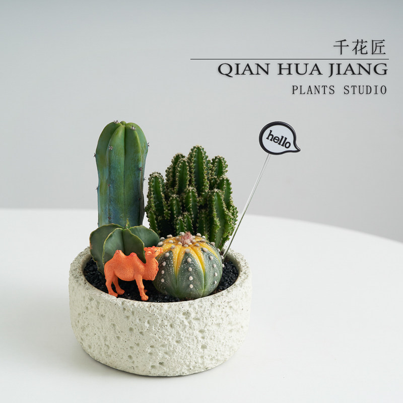 【DIY】仙人掌盆栽组合多肉植物仙人球办公室内绿植创意生日礼物