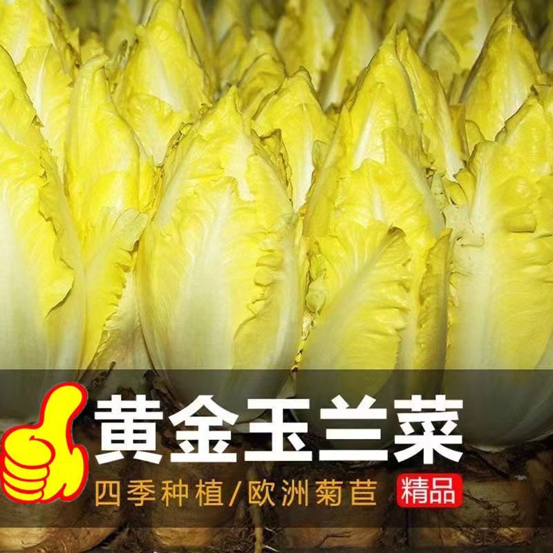 金玉兰菜种子一年四季多年生软化菊苣种子籽阳台盆栽白玉兰菜种籽