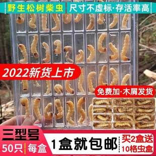 货贵柴虫活虫鸟食斗鸟比赛提性状膘现食用KZE野生松树小头天牛州