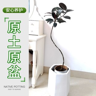 s型造型黑金刚橡皮o树花金刚盆栽大型植物室内客厅观叶好养基地