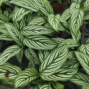 青纹竹芋室内花卉水培盆栽喜潮湿环境绿叶植物净化空气客厅懒人