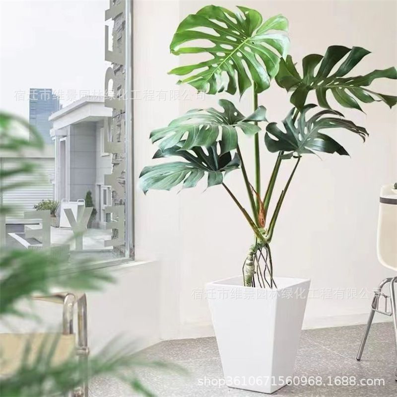 大型开背老桩龟背竹盆栽室内客厅办公室常绿好养大叶水培绿植含盆
