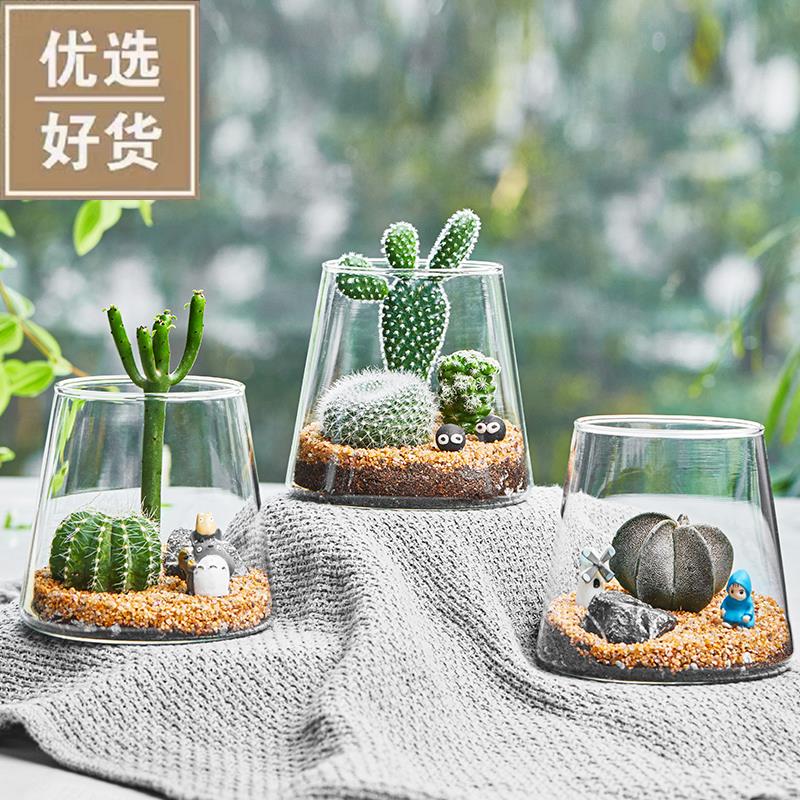 仙人掌桌面好I养微景摆件创观意仙人球小盆景趣味DY迷你多肉植物