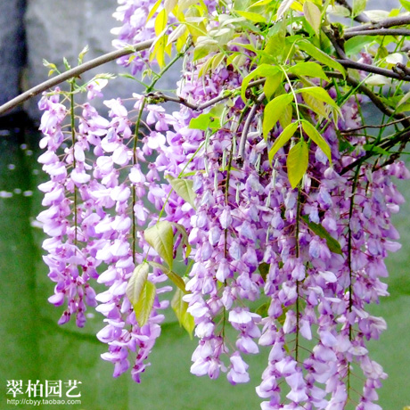 紫藤/攀藤攀缘植物/攀援藤本花卉/阳台庭院花园爬藤植物/重庆苗木