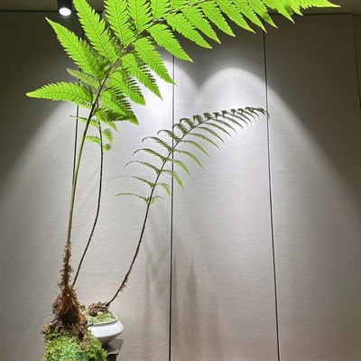 凤尾蕨苔玉苔藓球蕨类盆景网红一叶蕨室内耐阴
