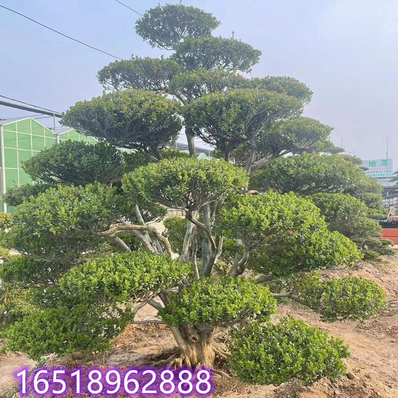 黄杨造型树盆景别墅盆栽庭院地栽耐寒四季常青不落叶植物一物一拍