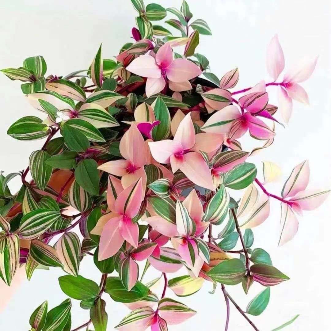 油画婚礼吊兰彩色多色绿植盆栽多肉组合大苗室内易养美化空气盆景