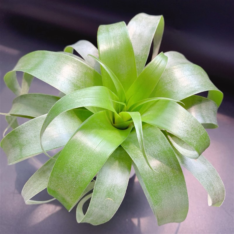 萨曼莎送三叉架---空气凤梨积水无土绿植办公室家居