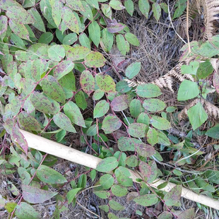 云南生态透骨香中药材滇白珠透骨草全株满山香泡酒泡酒卤料新鲜