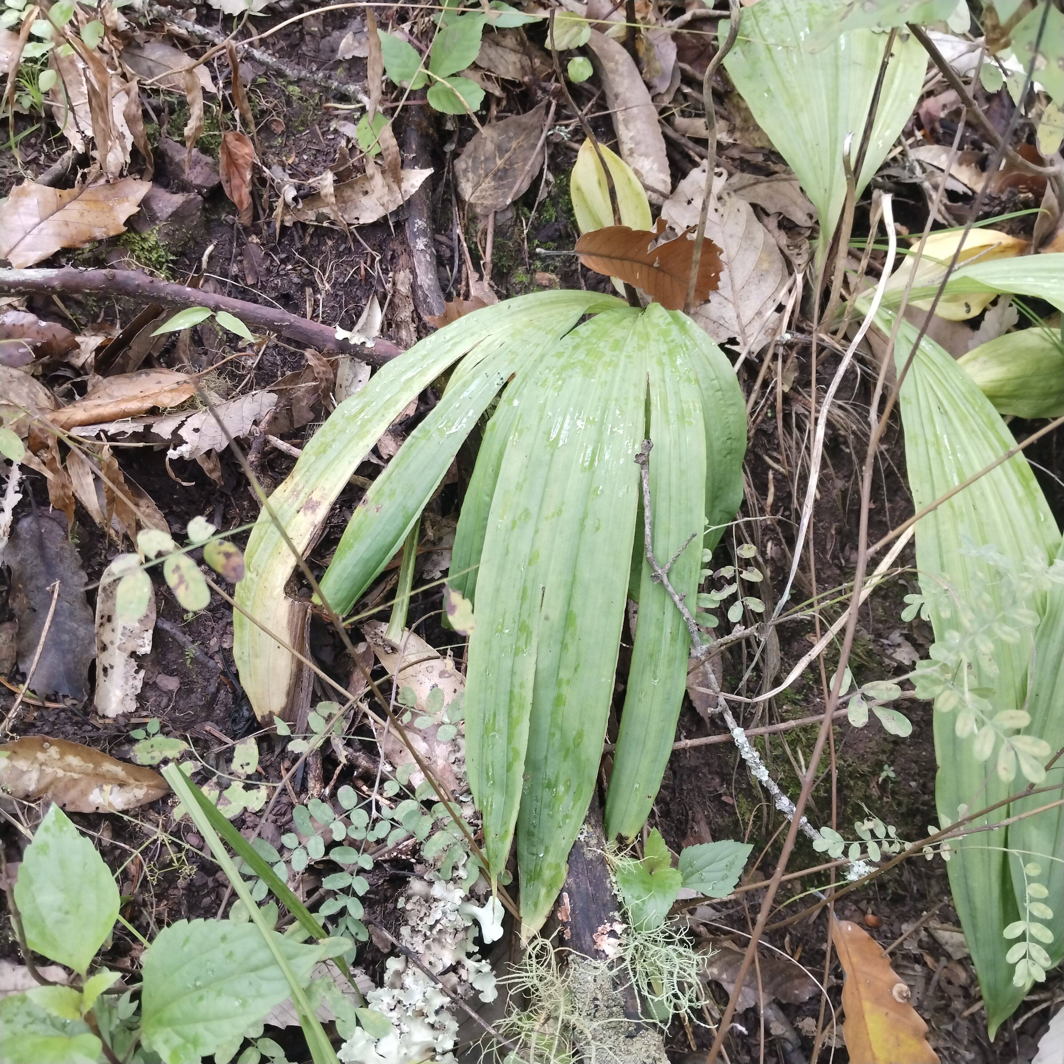 新鲜见血清懒人盆栽中药见血青药材食用见 血清草药心脑血管药