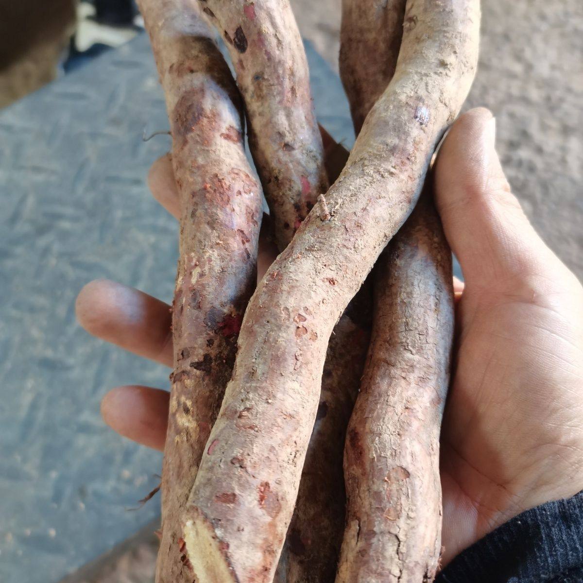 野杨梅树根 中药材山杨梅根 毛杨梅树根 纯根 新鲜整节