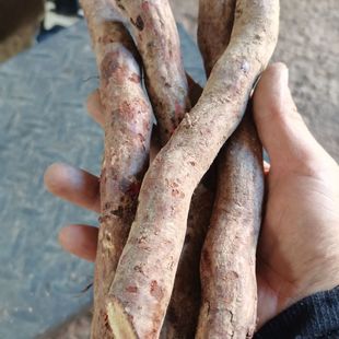 野杨梅树根 中药材山杨梅根 毛杨梅树根 纯根 新鲜整节