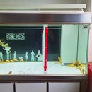 新款 鱼缸隔离板循环通畅过滤好不伤龙其它水族用具设备