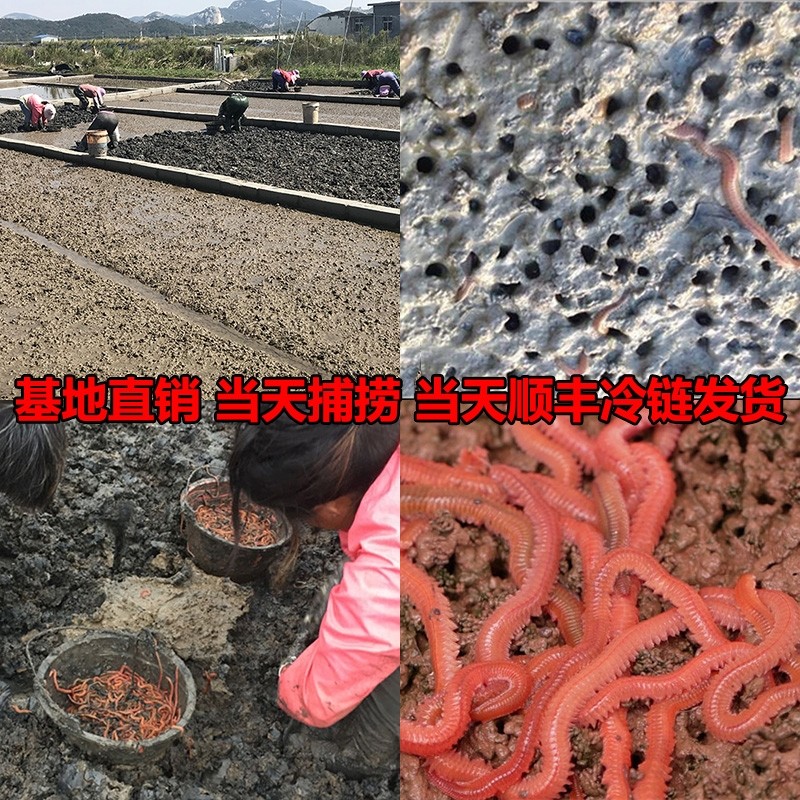 活沙蚕 活饵包邮 红虫青虫海蜈蚣海蚂蝗海钓鱼饵路亚饵鲈鱼饵包活