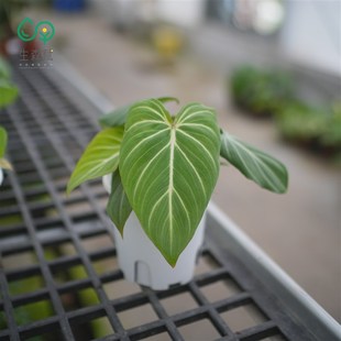 明脉蔓绿绒生森赋ins风网红观叶植物盆栽室内养客厅盆景净化空气